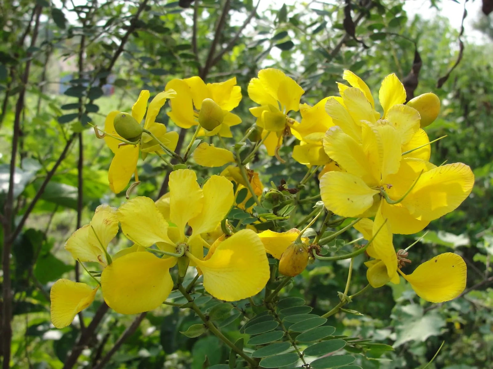 Bright yellow tangedu flowers on a Senna auriculata shrub.